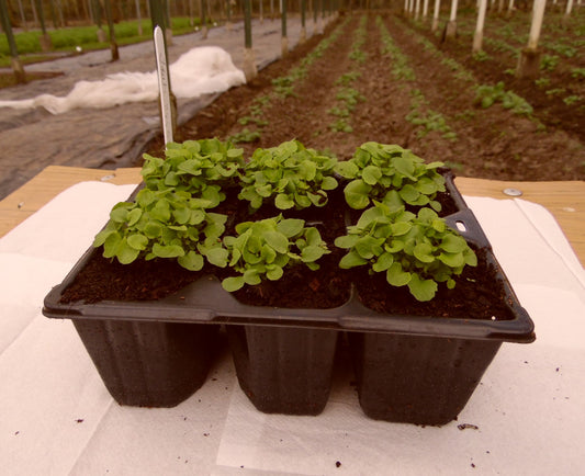 Lobelia Mrs Clibran - 6 Pack