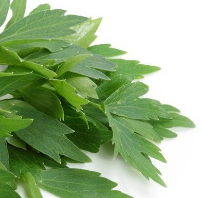 Lovage Common - Herb Plant - 9cm pot