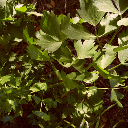 Lovage 100g