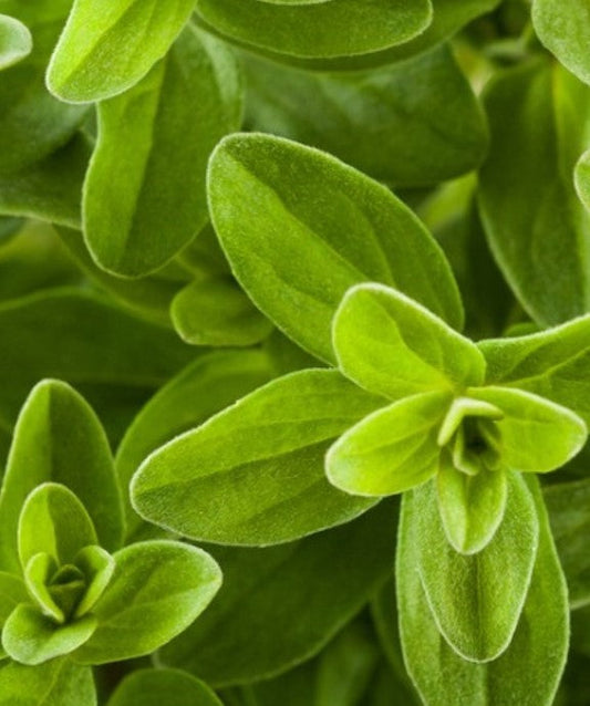Oregano - Herb Plant - 9cm Pot