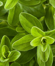 Load image into Gallery viewer, Oregano - Herb Plant - 9cm Pot
