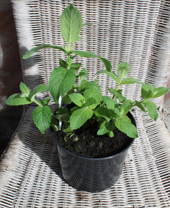 Apple Mint - Herb Plant - 2L Large Pot