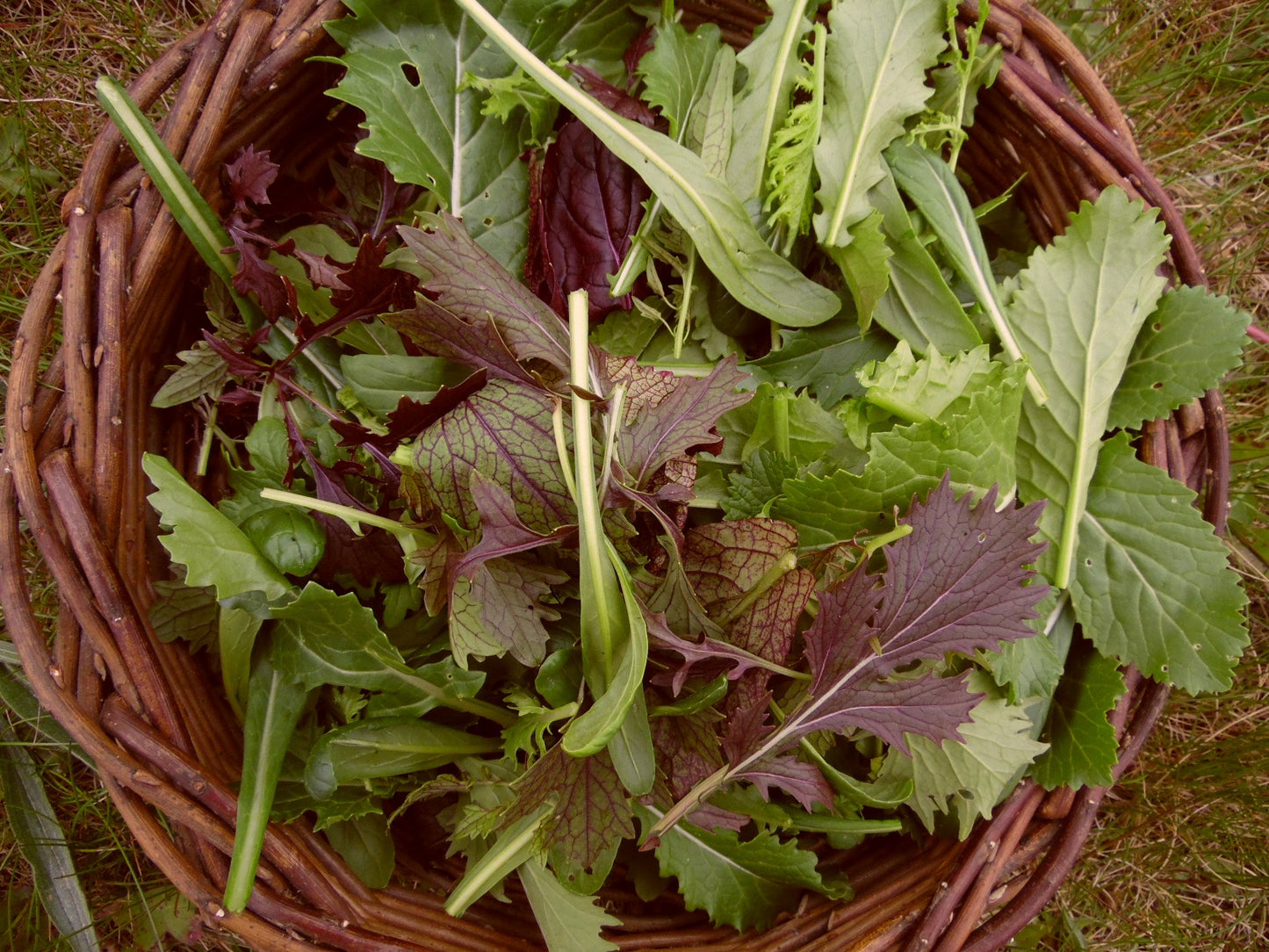 Mixed Leaves - Vegetable Plant - 6pk