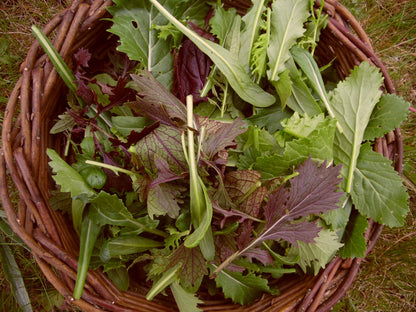 Mixed Leaves - Vegetable Plant - 6pk