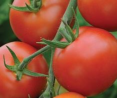 Tomato Moneymaker - Plant - 9cm pot