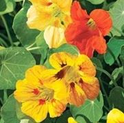 Nasturtiam Glorious Gleam - Flower Plant - 6pk
