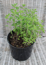 Load image into Gallery viewer, Oregano - Herb Plant - 2L Large Pot
