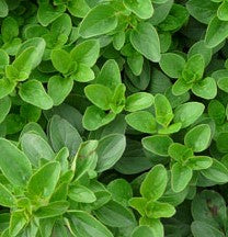 Oregano - Herb Plant - 2L Large Pot