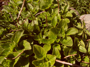 Oregano - 25g