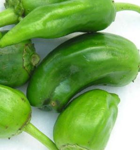 Pepper 'Pimientos de Padrón' - Vegetable Plant - 9cm pot