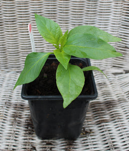 Pepper 'Pimientos de Padrón' - Vegetable Plant - 9cm pot