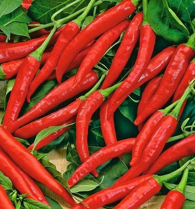 Pepper  'Cayenne Long Red Slim' (Hot Chilli) - Vegetable Plant - 9cm pot