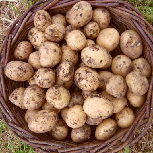 Baby New Potatoes - Duke of York - 1Kg