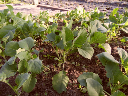 Broccoli Purple Sprouting Early- 1kg
