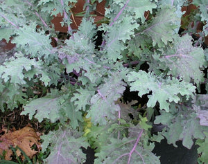 Kale Mixture - Vegetable Plant - 9 Plugs