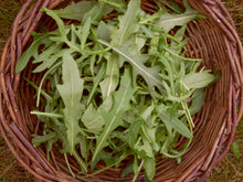 Load image into Gallery viewer, Salad Rocket - 100 g
