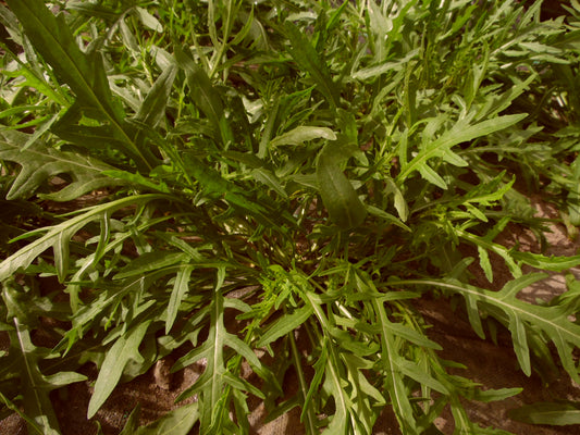 Wild Rocket 'Mugello' - Vegetable Plant - 9 Plugs