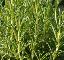 Load image into Gallery viewer, Rosemary - Herb Plant - Large Pot

