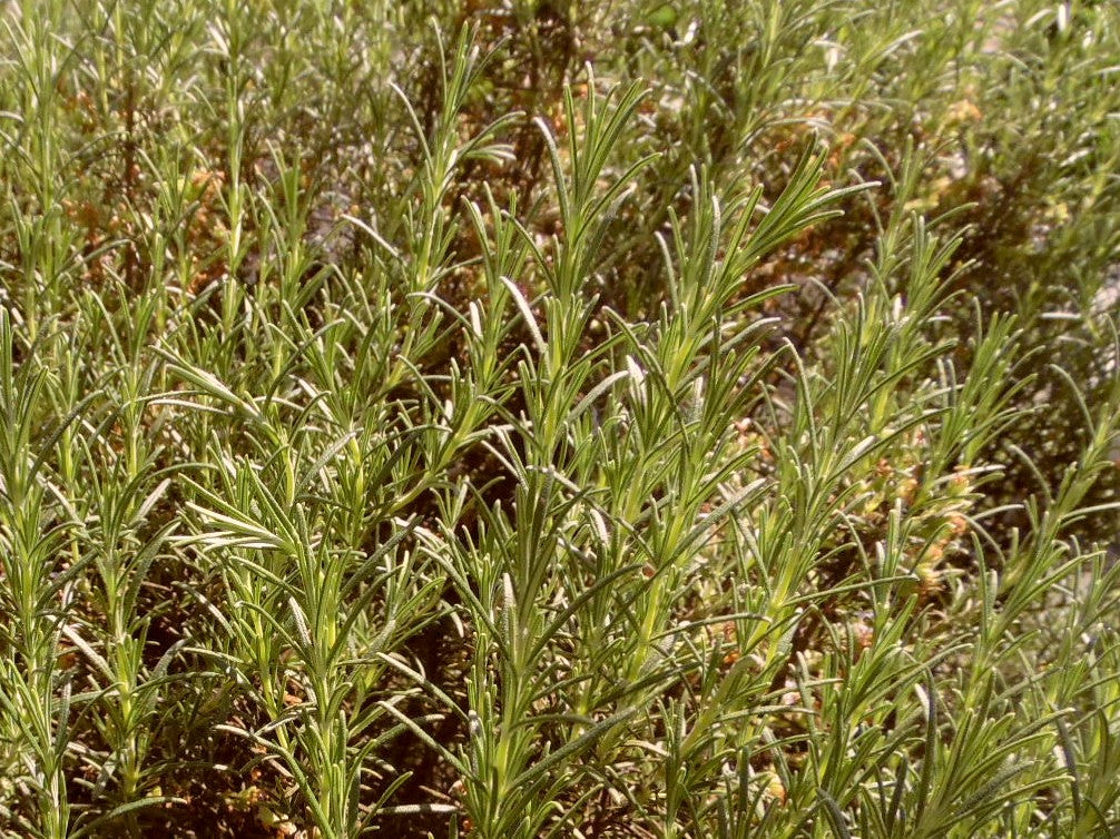 Rosemary - 100g
