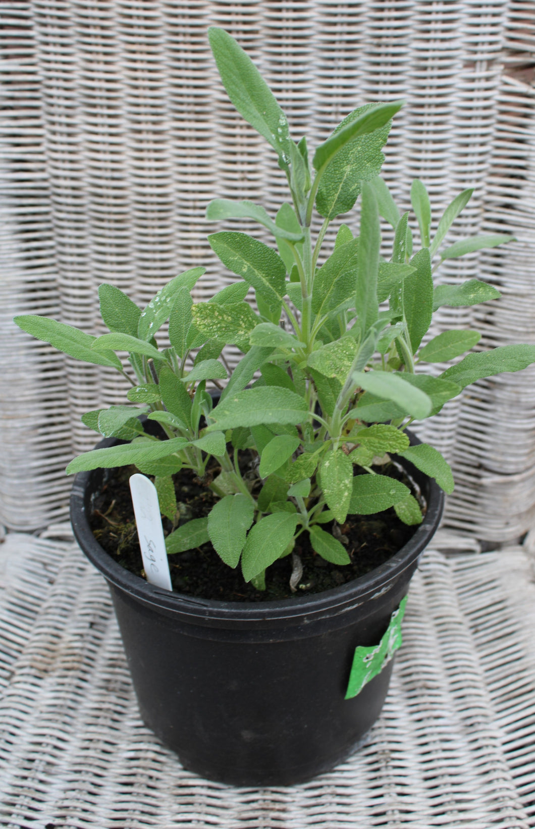 Sage - Herb Plant - Large Pot