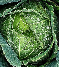 Load image into Gallery viewer, Cabbage - Perfect Savoy- Bareroot Plant - Batch of 6
