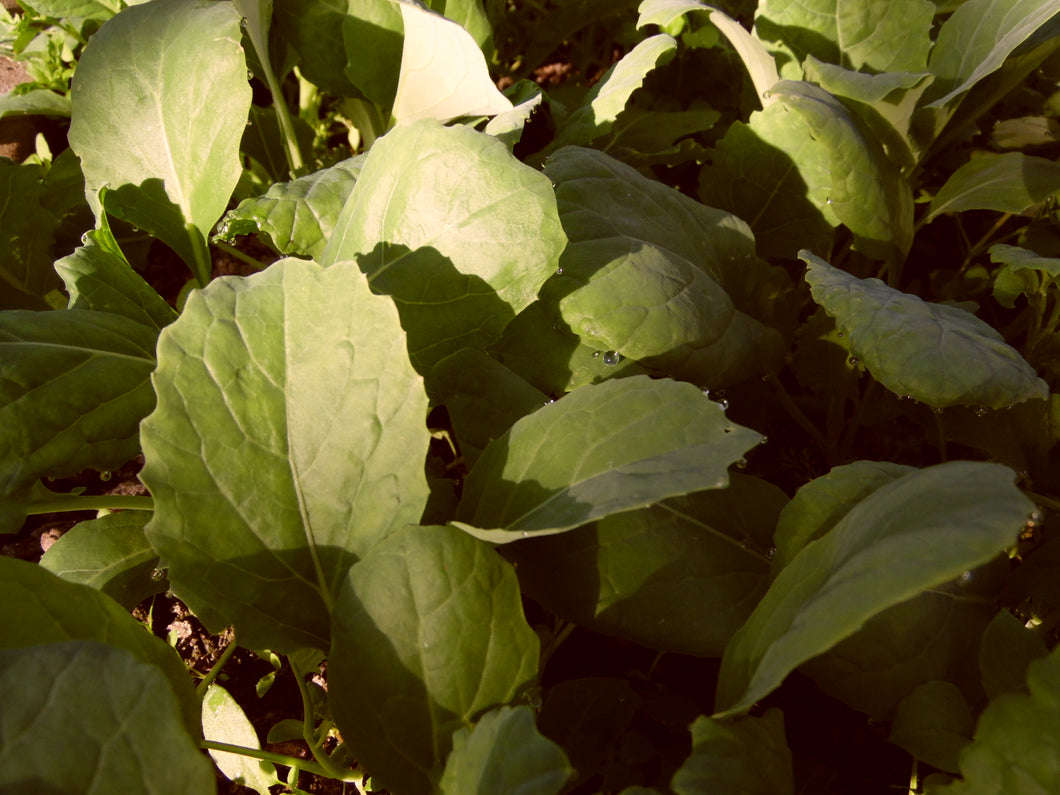 Cabbage - Perfect Savoy- Bareroot Plant - Batch of 6