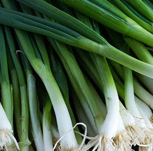 Load image into Gallery viewer, Scallion Parade - Vegetable Plant - 9 Plugs
