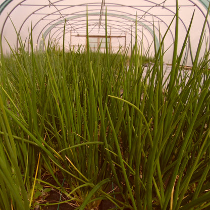 Scallions - bunch