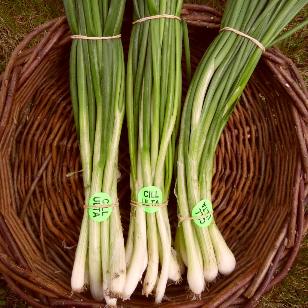 Scallions - bunch