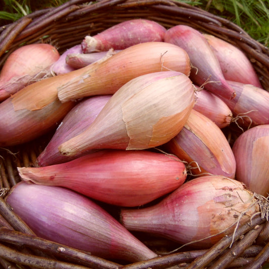 Shallots 'Banana' - 500g - Siopaí (2026)