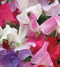 Sweet Pea Old Spice Mix - Flower Plant - 6pk