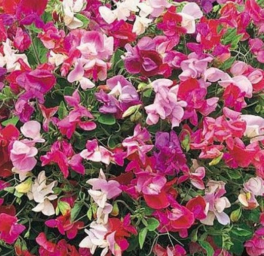 Sweet Pea Compact 'Supersnoop Mixed' - Flower Plant - 6pk