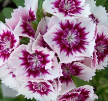 Load image into Gallery viewer, Sweet William - Flower Plant - 2L Large Pot
