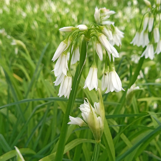 Three Cornered Leek (Wild Garlic) - Herb Plant - 3L Large pot