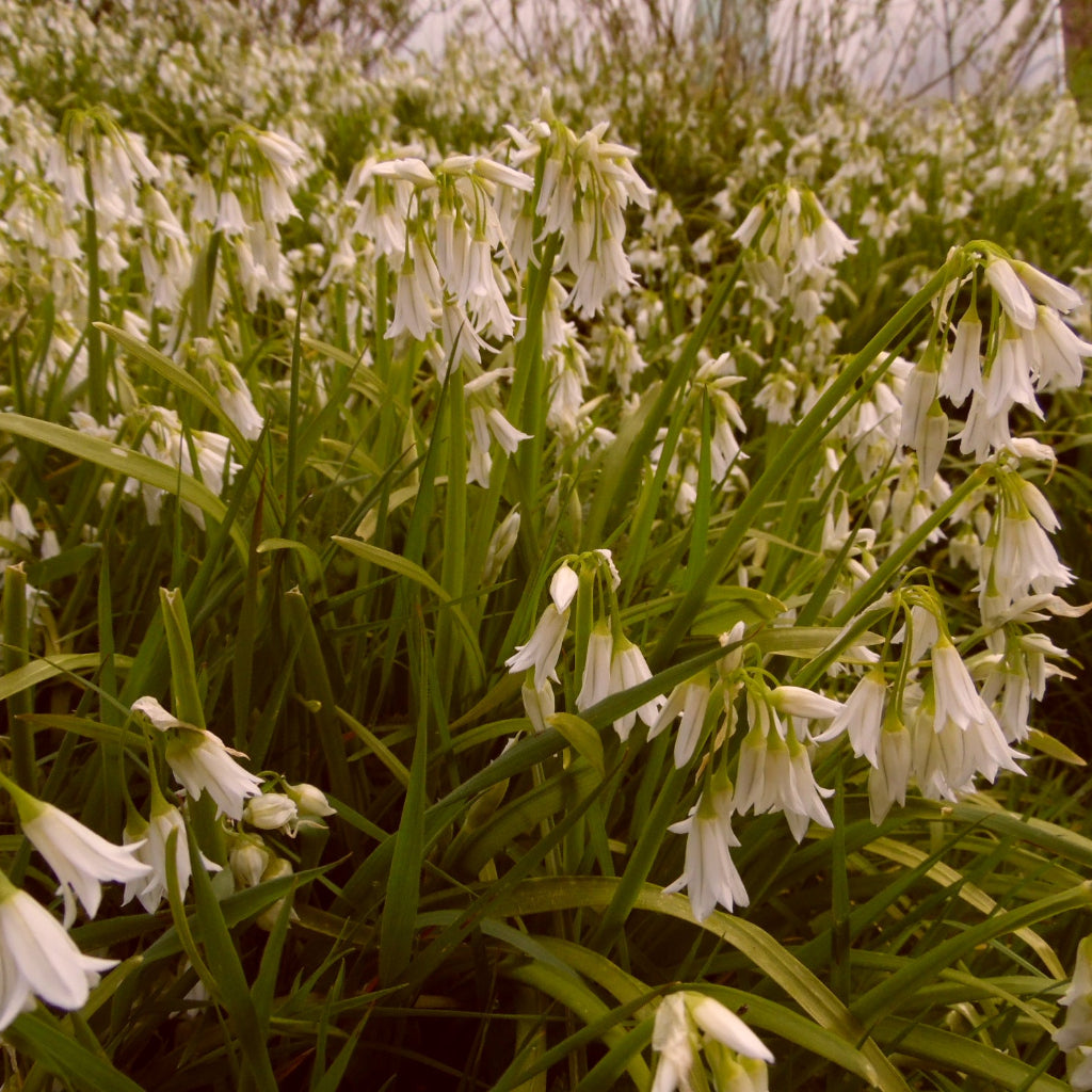 Three-Cornered Leek Flower - 100g