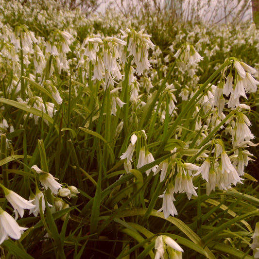 Three-Cornered Leek Flower - 100g