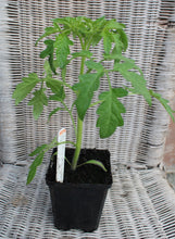 Load image into Gallery viewer, Tomato Black Krim - Plant - 9cm pot
