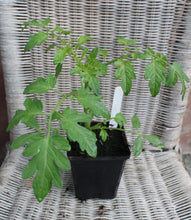 Load image into Gallery viewer, Tomato Sun Gold Cherry - Plant - 9cm pot
