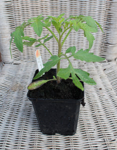 Tomato Moneymaker - Plant - 9cm pot