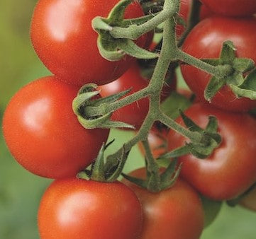 Tomato Marmande - Plant - 9cm pot