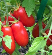 Load image into Gallery viewer, Tomato San Marzano Red Plum - Plant - 9cm pot
