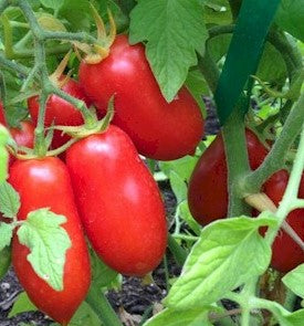 Tomato San Marzano Red Plum - Plant - 9cm pot