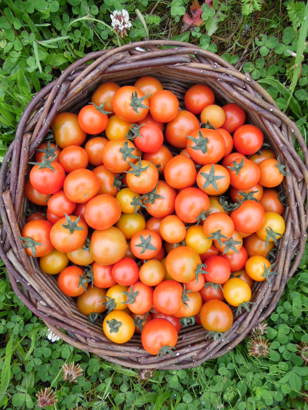 Tomatoes (cherry) - 250g