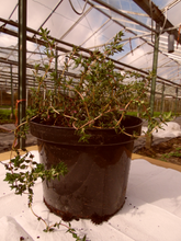 Load image into Gallery viewer, Thyme English Winter - Herb Plant - 2L Large pot
