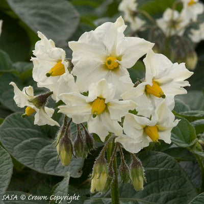 British Queen Seed Potato (2nd E) - 25 kg