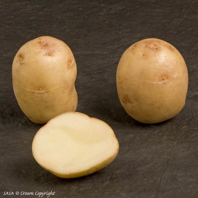 British Queen Seed Potato (2nd E) - 25 kg