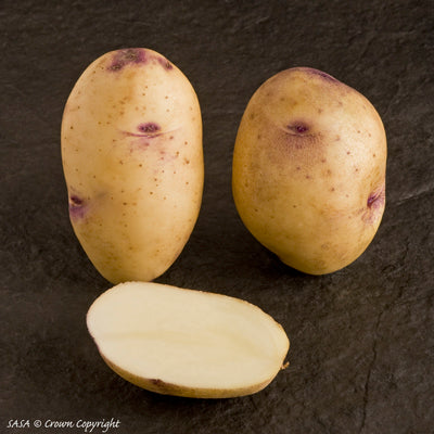 Catriona Seed Potato (2nd E) - 25 kg