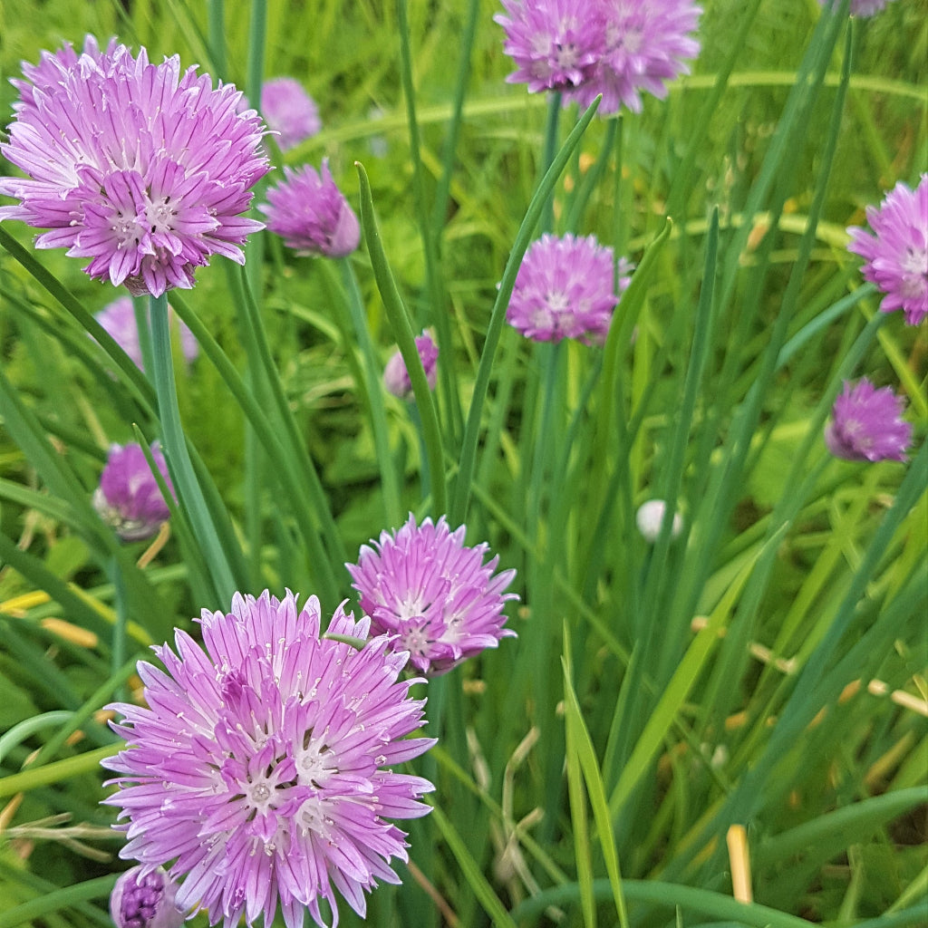 Chives - 25g