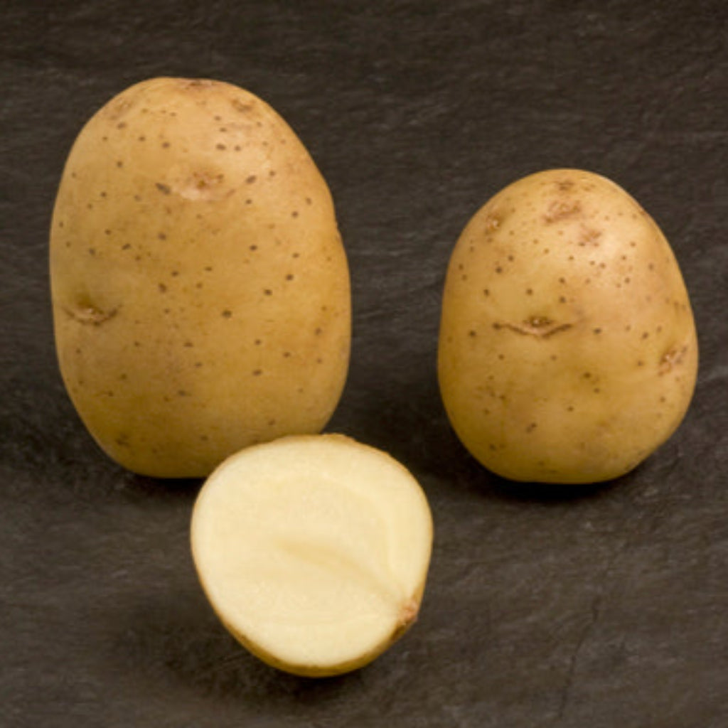 Duke of York Seed Potato (1st E) - 2kg