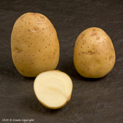 Práta Síl Diúc Eabhrac (1ú E) - 25 kg
